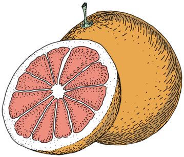 ThreeCents_grapefruit_1